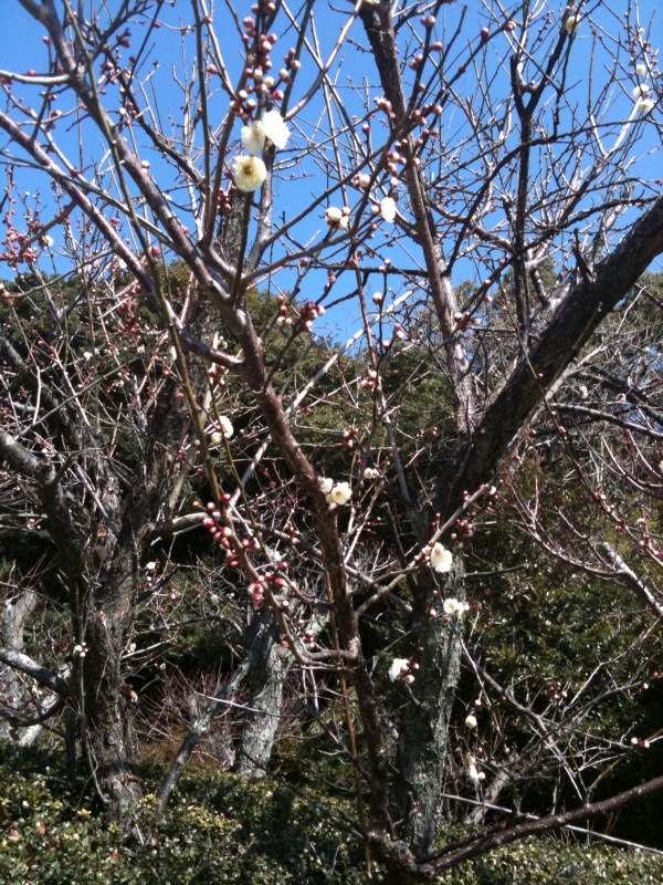 f:id:m_panna:20120212121952j:image:w360