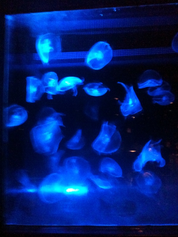 f:id:m_panna:20140630104539j:image:w360