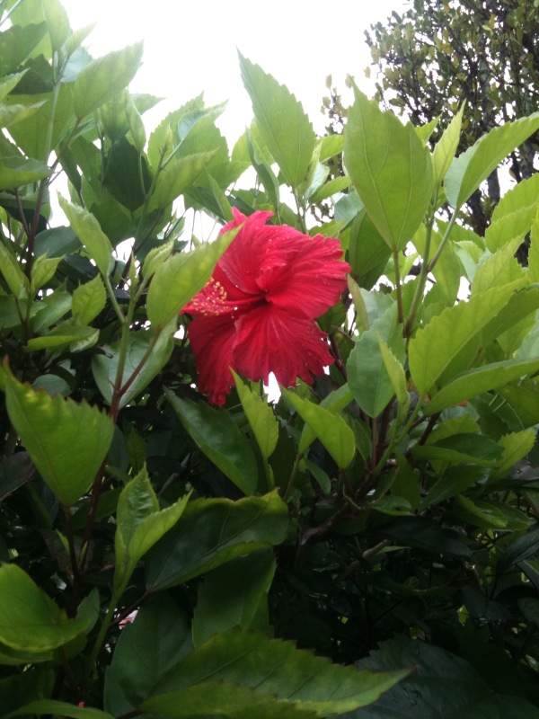 f:id:m_panna:20140630140851j:image:w360