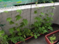 20090709072716