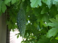 20090815094444