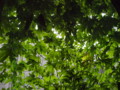 20090818073517