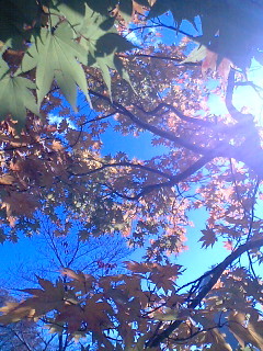 f:id:m_seki:20061114003114j:image:w100