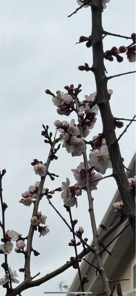 f:id:m_splash:20250308130704p:image