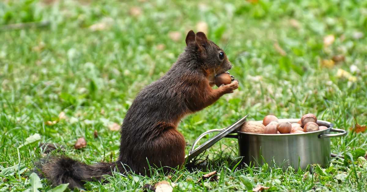 お昼ご飯をナッツに置き換えてはや半年 食べ方も紹介 Tosh Land