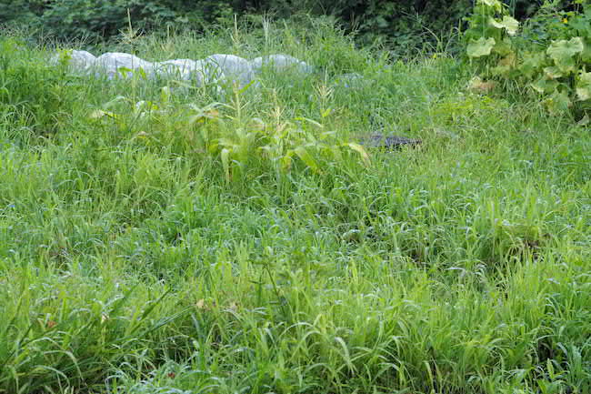 f:id:m_uta:20170810065159j:plain f:id:m_uta:20170810065159j:plain