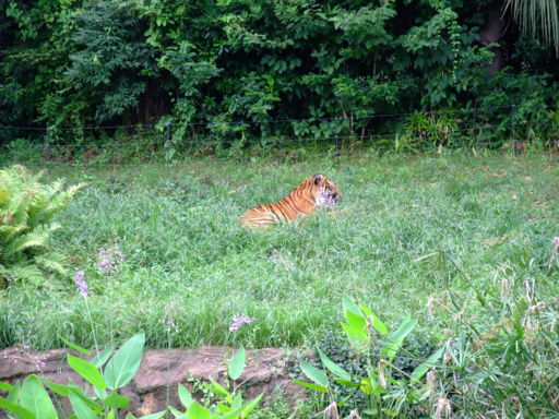 f:id:ma-aya:20090815001821j:image