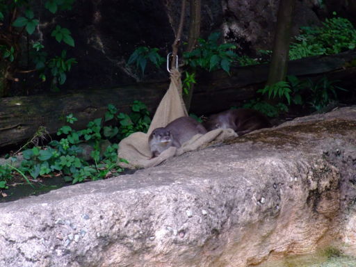 f:id:ma-aya:20090815003801j:image