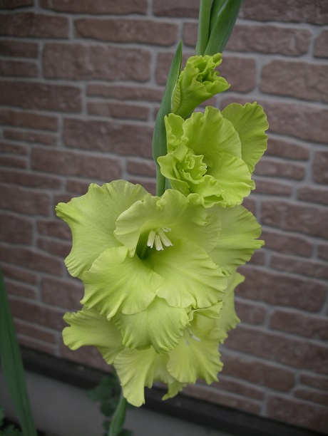 f:id:ma-jiji:20181001221407j:plain f:id:ma-jiji:20181001221407j:plain