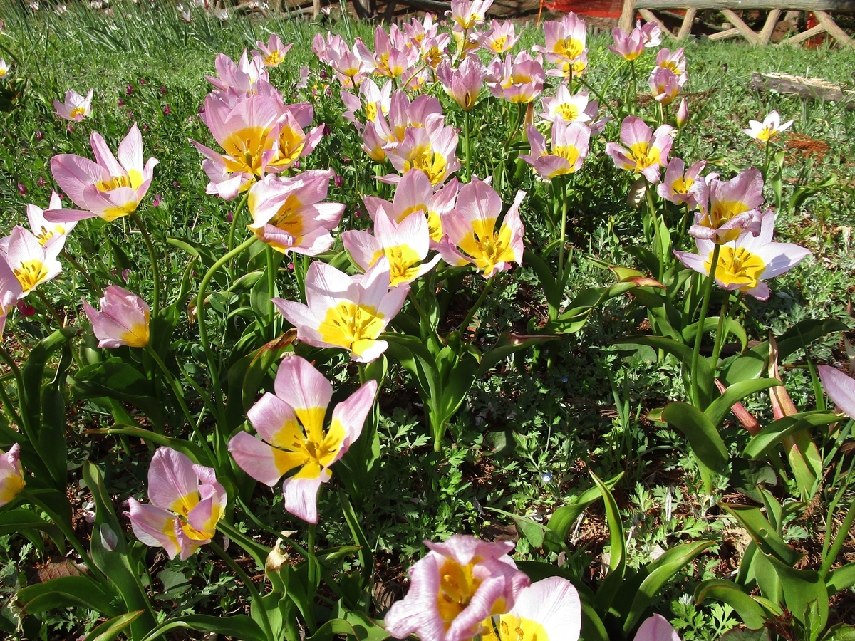 f:id:ma-kougetu:20190410145522j:plain