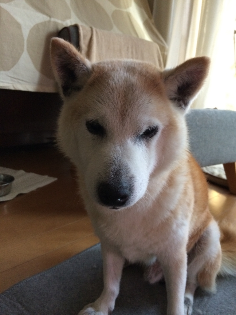 f:id:ma-miso:20180801193739j:plain f:id:ma-miso:20180801193739j:plain