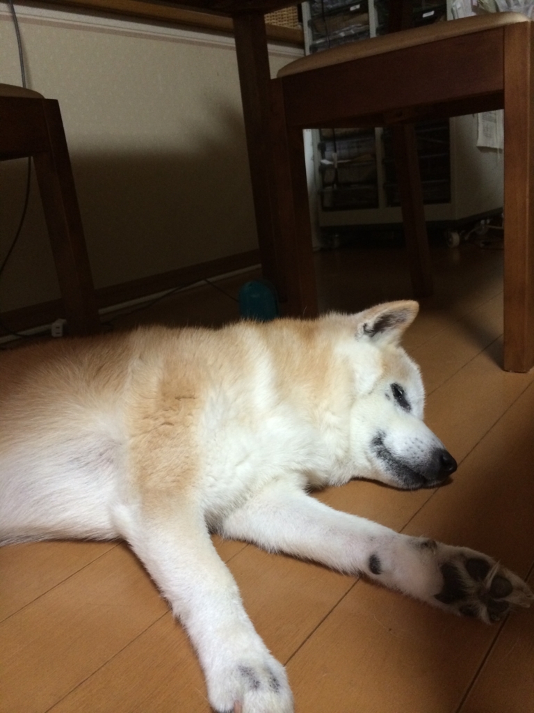 f:id:ma-miso:20180801193954j:plain f:id:ma-miso:20180801193954j:plain