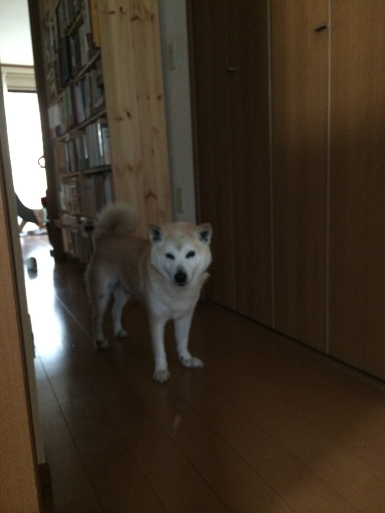 f:id:ma-miso:20180801194551j:plain f:id:ma-miso:20180801194551j:plain