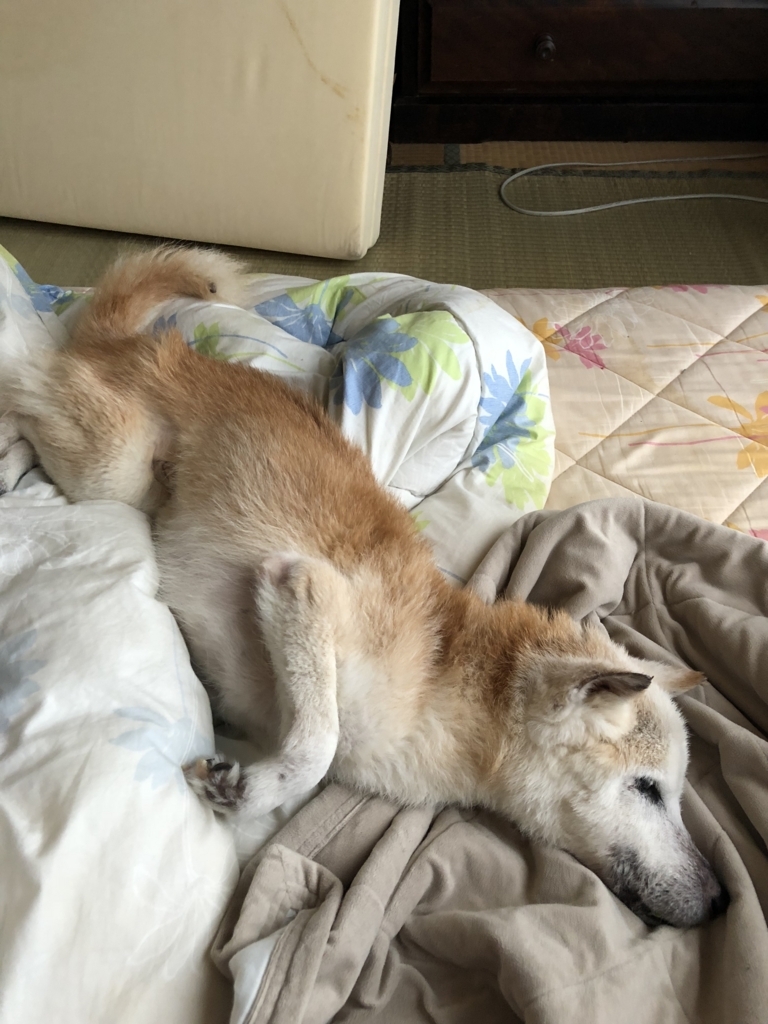 f:id:ma-miso:20180801194627j:plain f:id:ma-miso:20180801194627j:plain