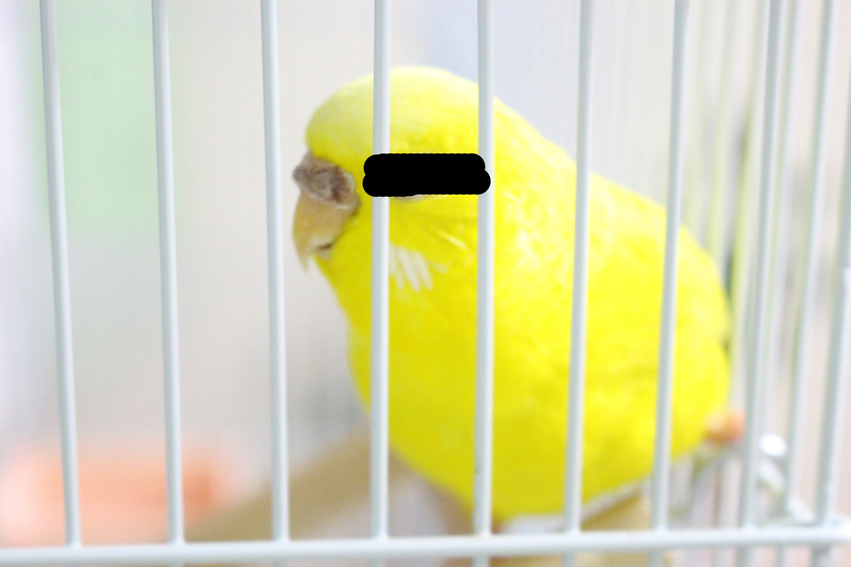 f:id:ma-ni:20210522161543j:plain