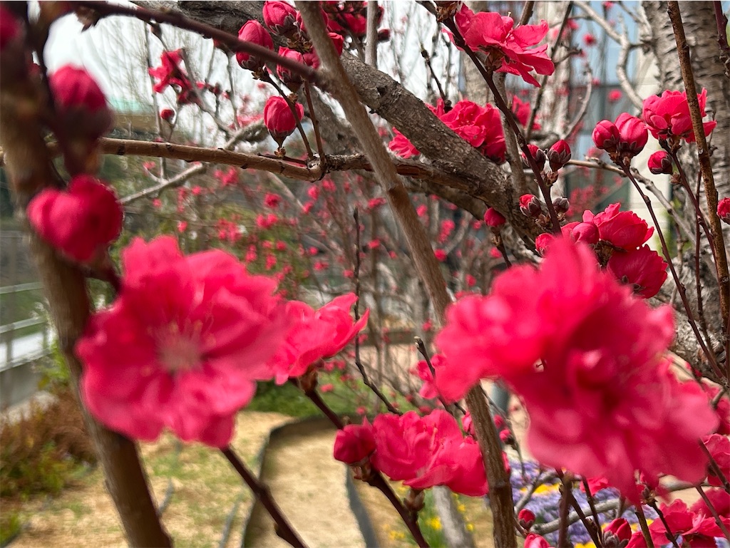 f:id:ma-si-1128:20260323142158j:image
