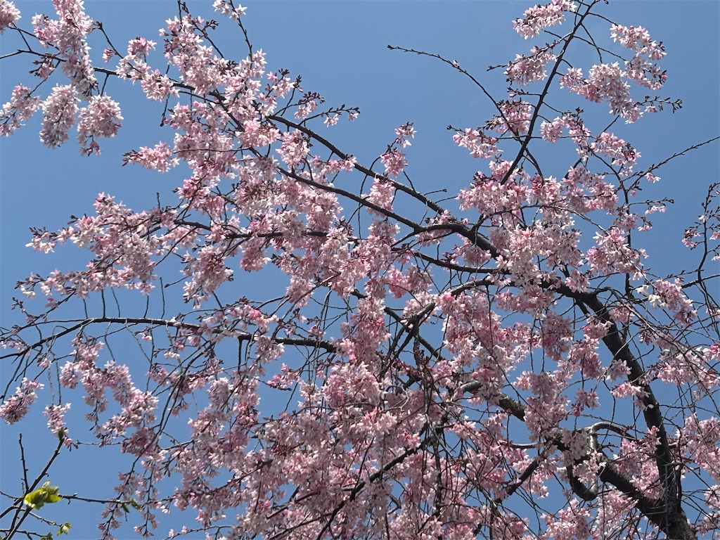 f:id:ma-si-1128:20260330141608j:image