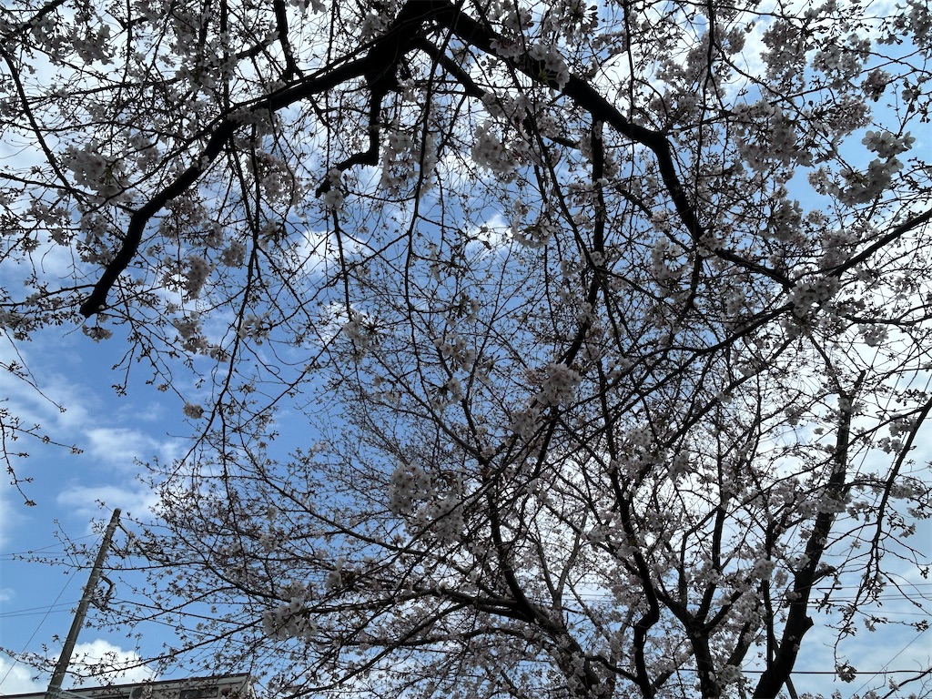f:id:ma-si-1128:20260330141612j:image
