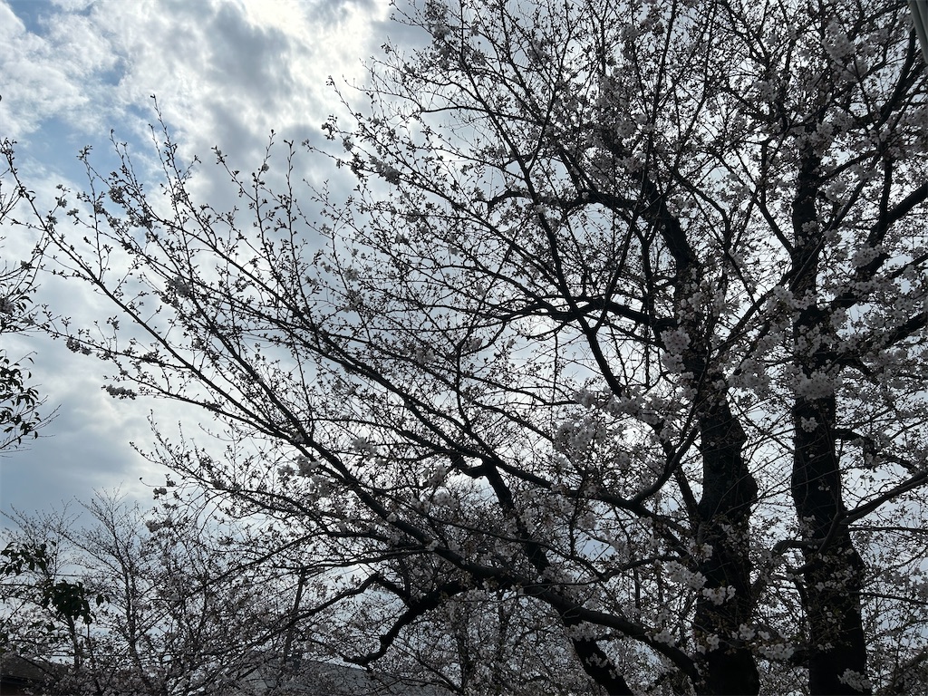 f:id:ma-si-1128:20260330141615j:image