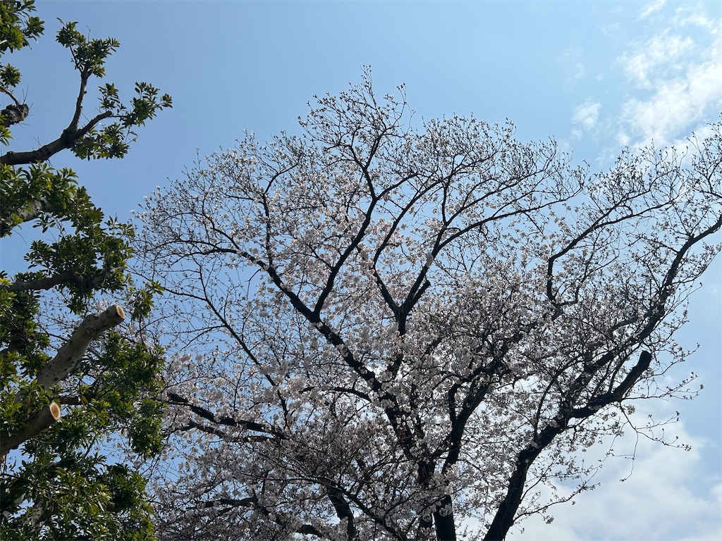 f:id:ma-si-1128:20260330141622j:image