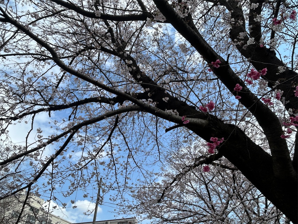 f:id:ma-si-1128:20260330141631j:image