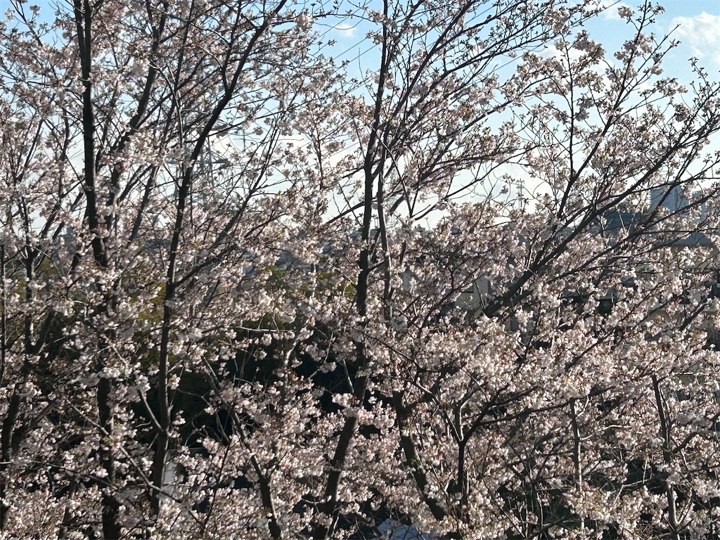 f:id:ma-si-1128:20260402161013j:image