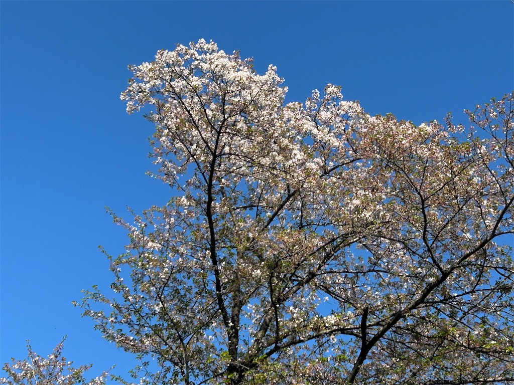f:id:ma-si-1128:20260408181937j:image