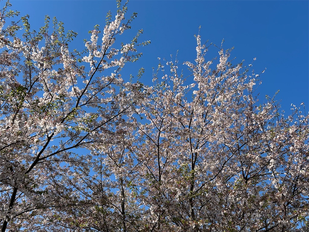 f:id:ma-si-1128:20260408181942j:image