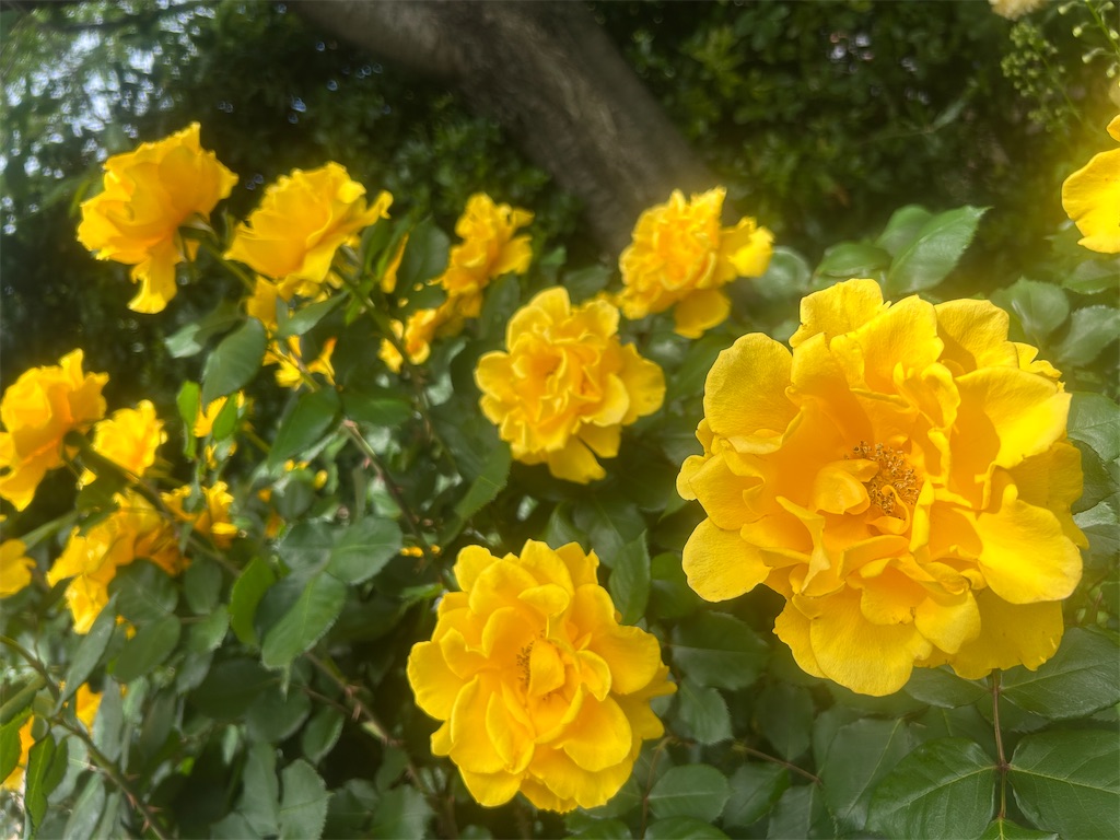 f:id:ma-si-1128:20260507185404j:image