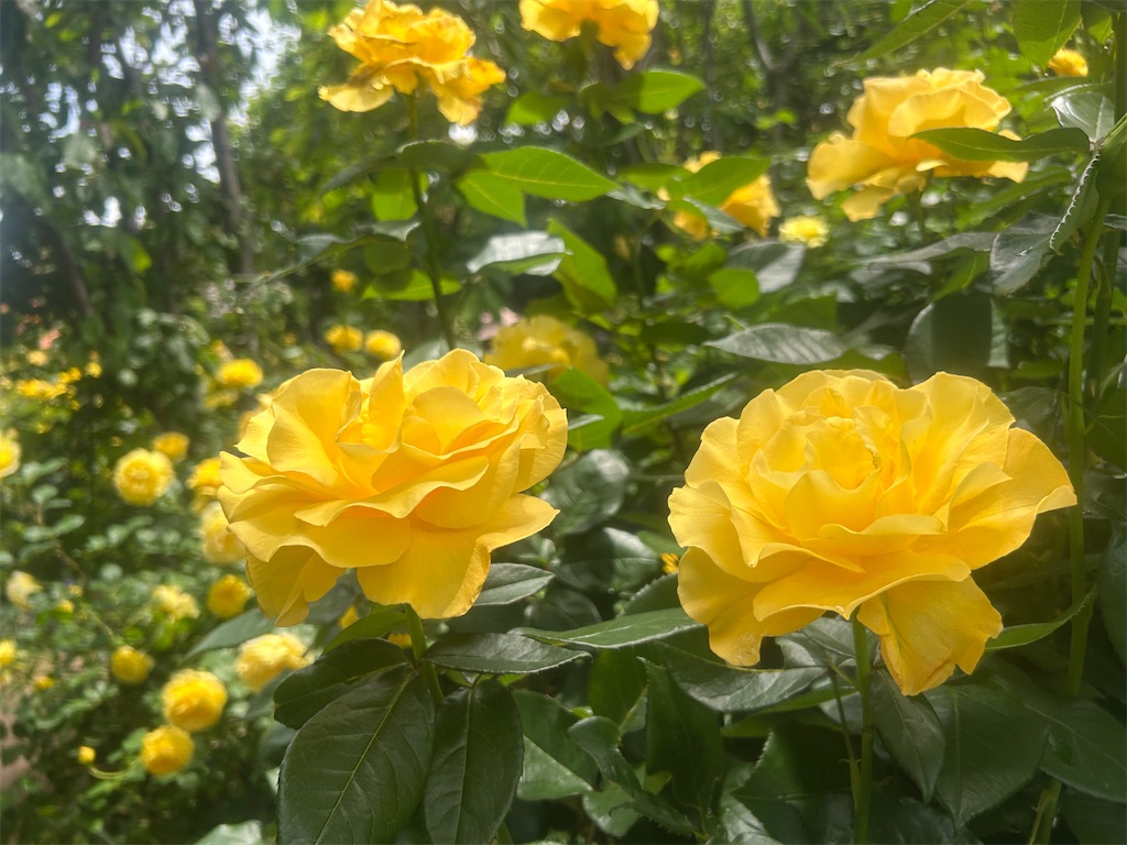 f:id:ma-si-1128:20260507185434j:image