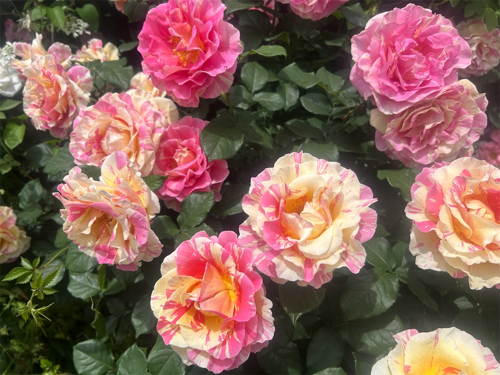 f:id:ma-si-1128:20260507185646j:image