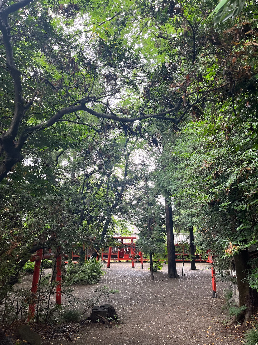 f:id:ma-taru:20260621225154j:image