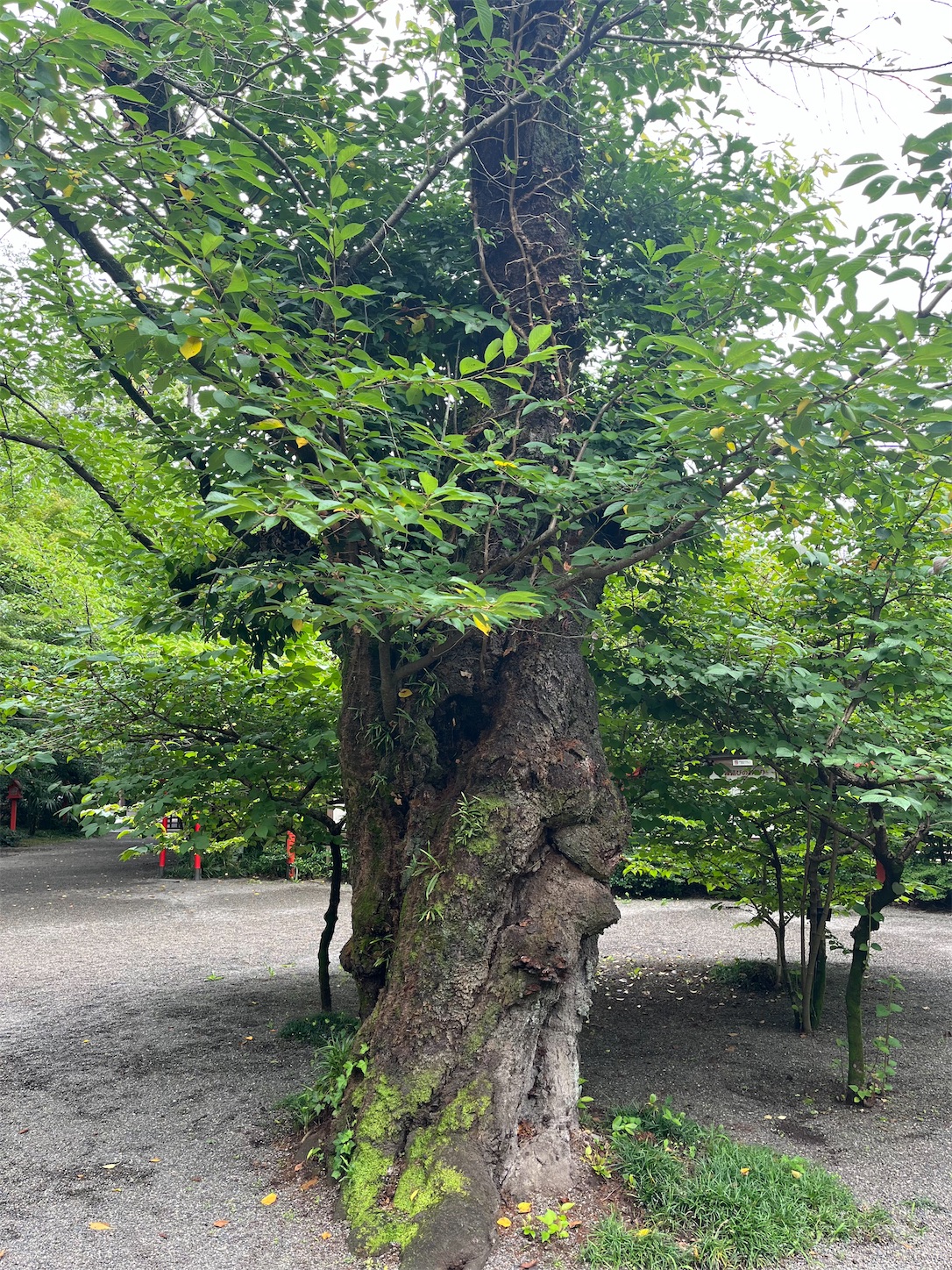 f:id:ma-taru:20260705140848j:image