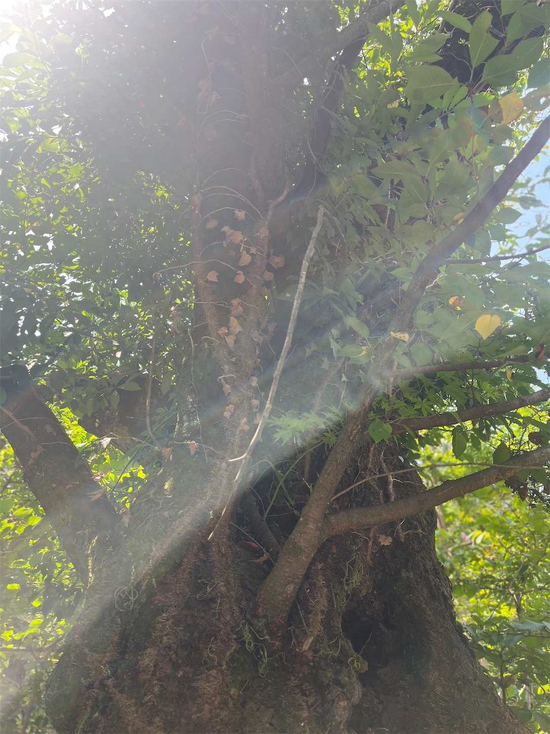 f:id:ma-taru:20260802160207j:image