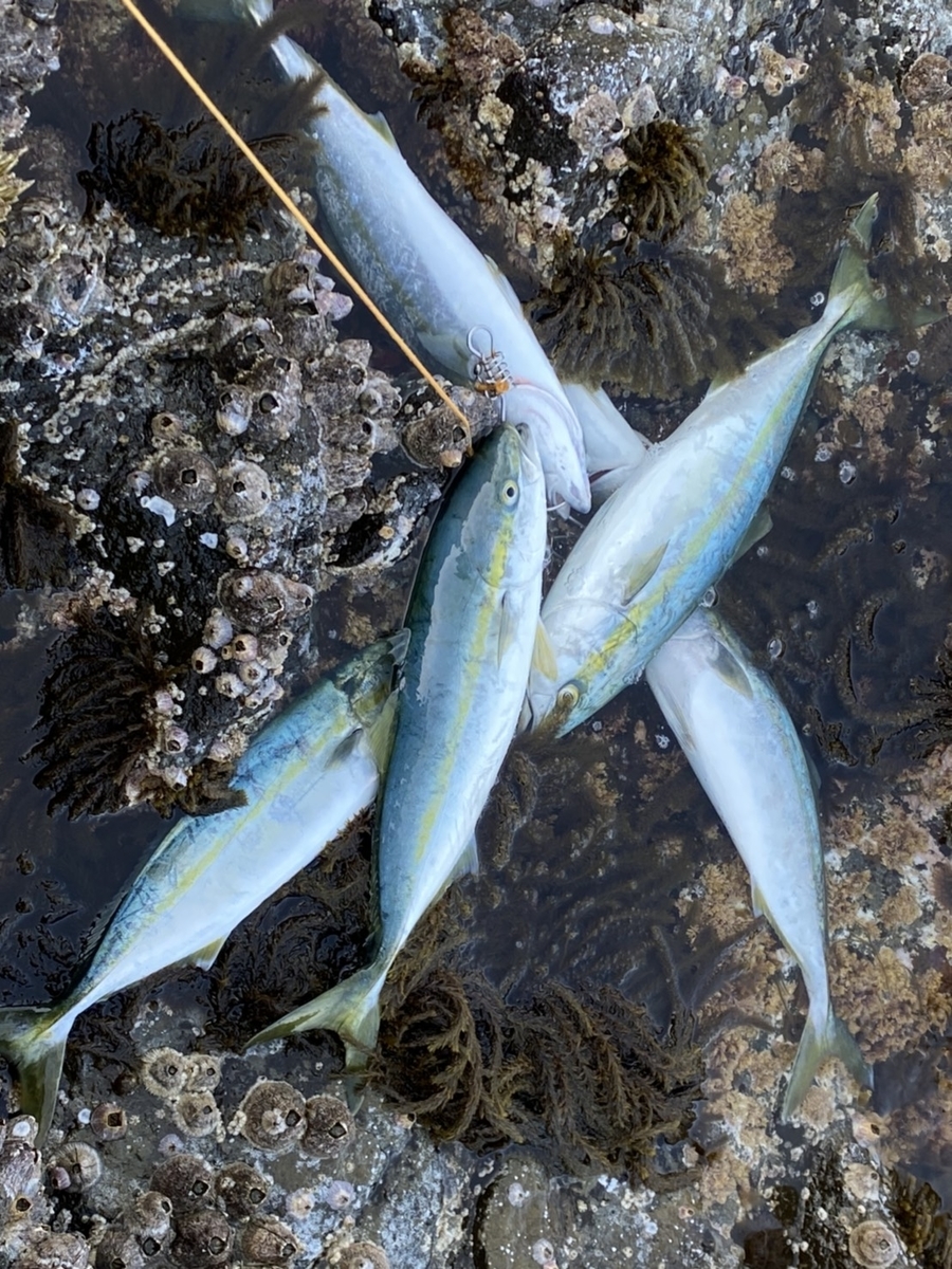 f:id:ma0208:20210619220706j:plain