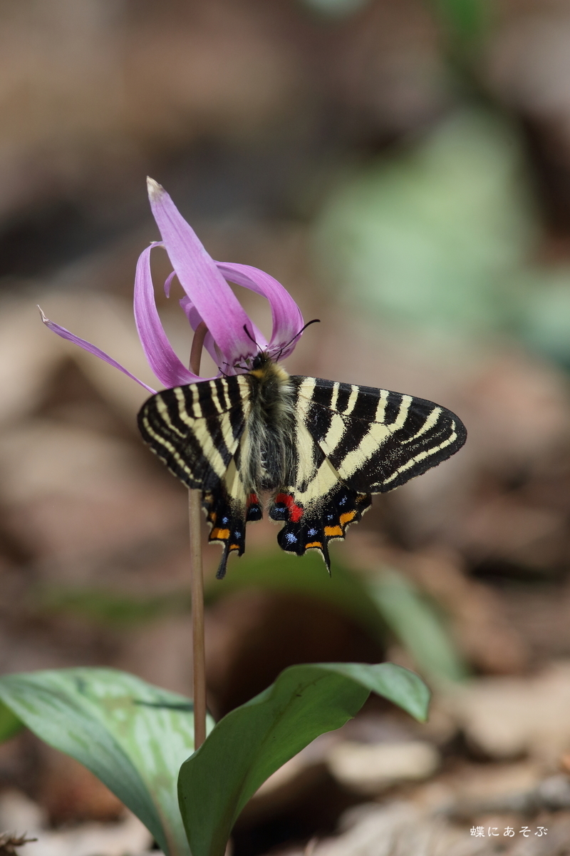 f:id:ma23_t:20190507234826j:plain f:id:ma23_t:20190507234826j:plain