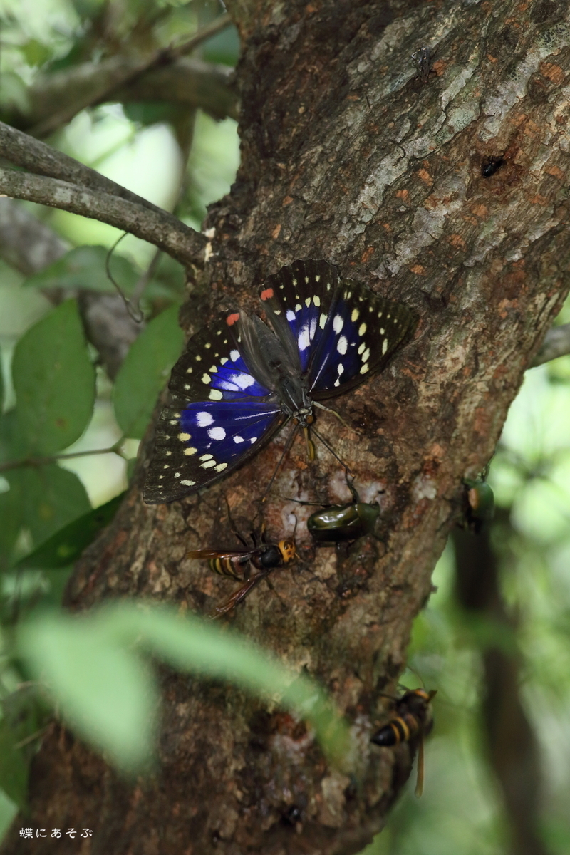 7 21 19 雑木林のオオムラサキ 輝くブルーの翅を見ることができました 蝶にあそぶろぐ 7 21 19 雑木林のオオムラサキ 輝くブルーの翅を見ることができました 蝶にあそぶろぐ