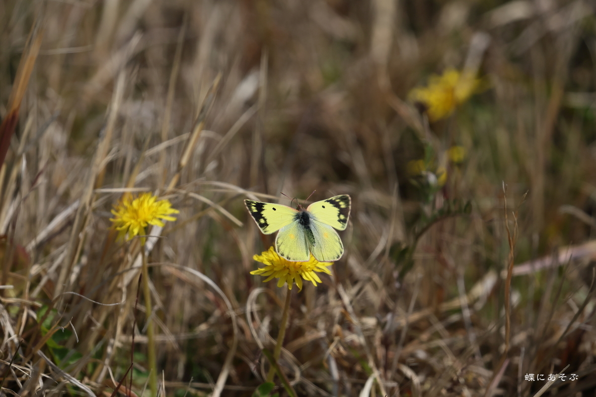 3/16/2024・モンキチョウの飛び立ち - 蝶にあそぶろぐ