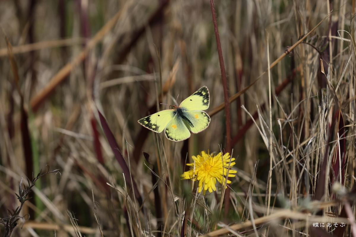 3/16/2024・モンキチョウの飛び立ち - 蝶にあそぶろぐ