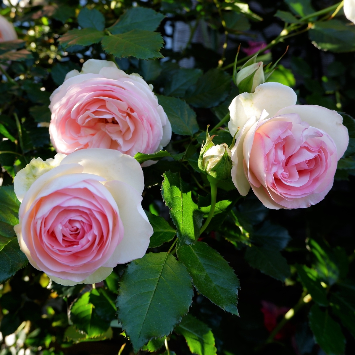 四季咲き バラの開花サイクルは三種類 一季咲き 薔薇好きまっさんの日記