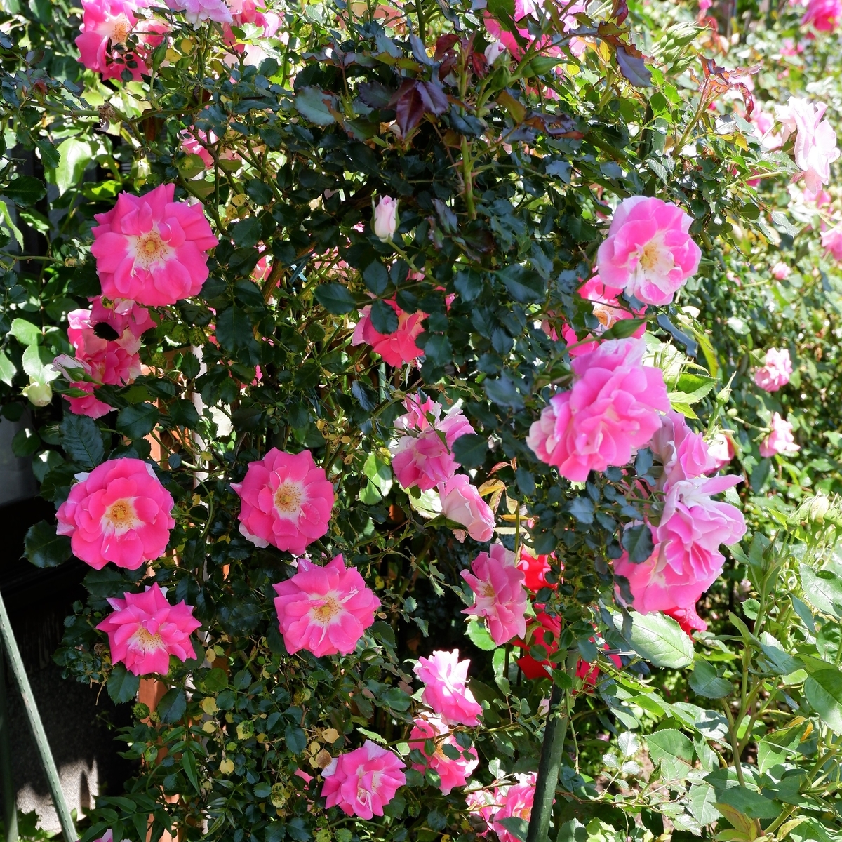 四季咲き バラの開花サイクルは三種類 一季咲き 薔薇好きまっさんの日記