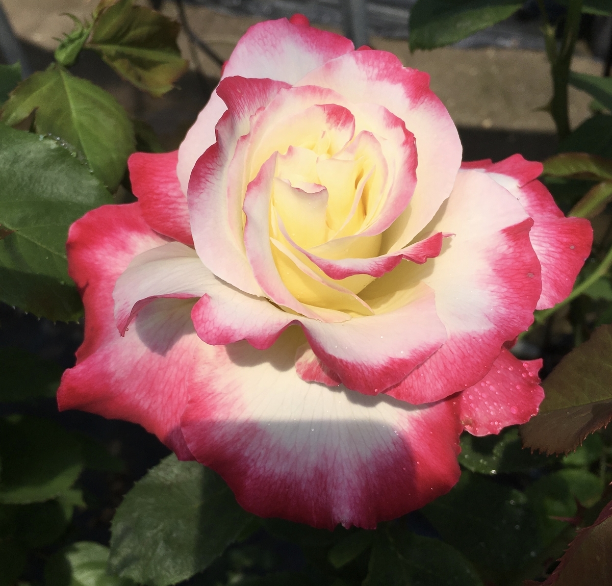 【時間とともに変化】バラの香りについて 薔薇好きまっさんの日記