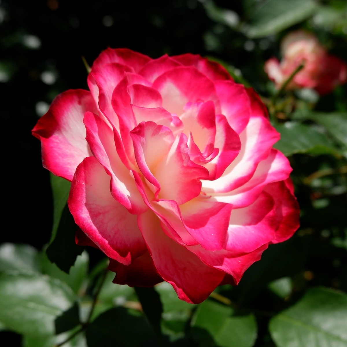 紅白のコントラストが綺麗 ジュビレ デュ プリンス ドゥ モナコ 薔薇好きまっさんの日記 紅白のコントラストが綺麗 ジュビレ デュ プリンス ドゥ モナコ 薔薇好きまっさんの日記
