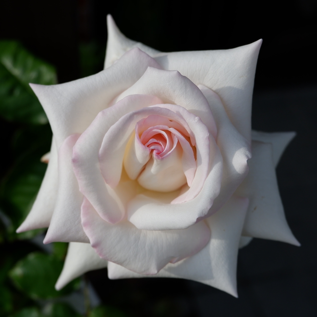 オールドローズ バラの種類 系統 モダンローズ 薔薇好きまっさんの日記