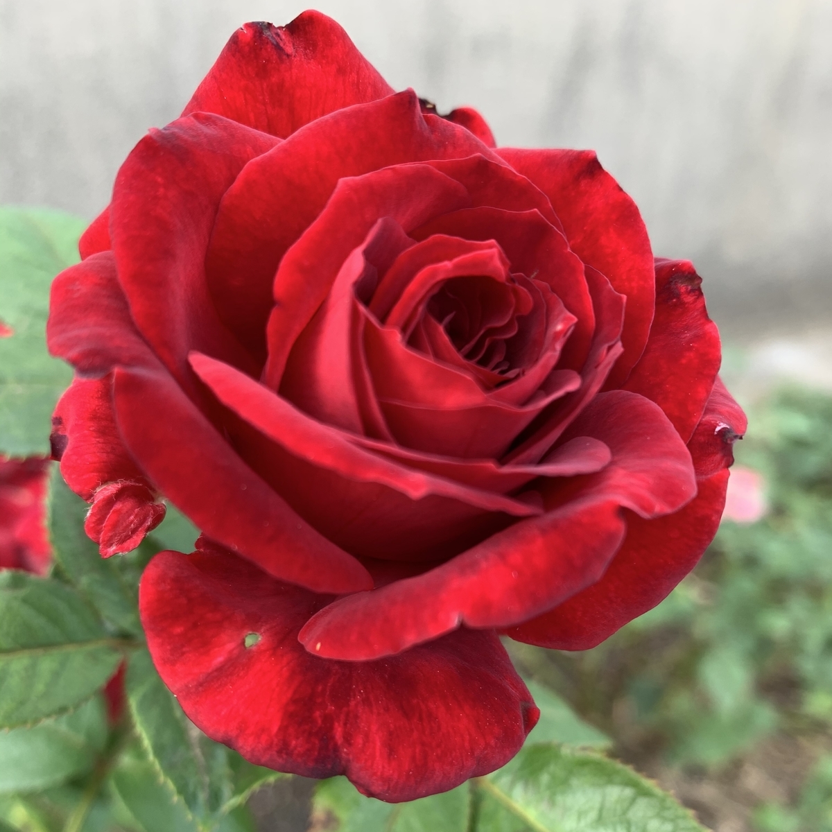 赤バラの完成形 イングリッド バーグマン 世界殿堂入り 薔薇好きまっさんの日記 赤バラの完成形 イングリッド バーグマン 世界殿堂入り 薔薇好きまっさんの日記