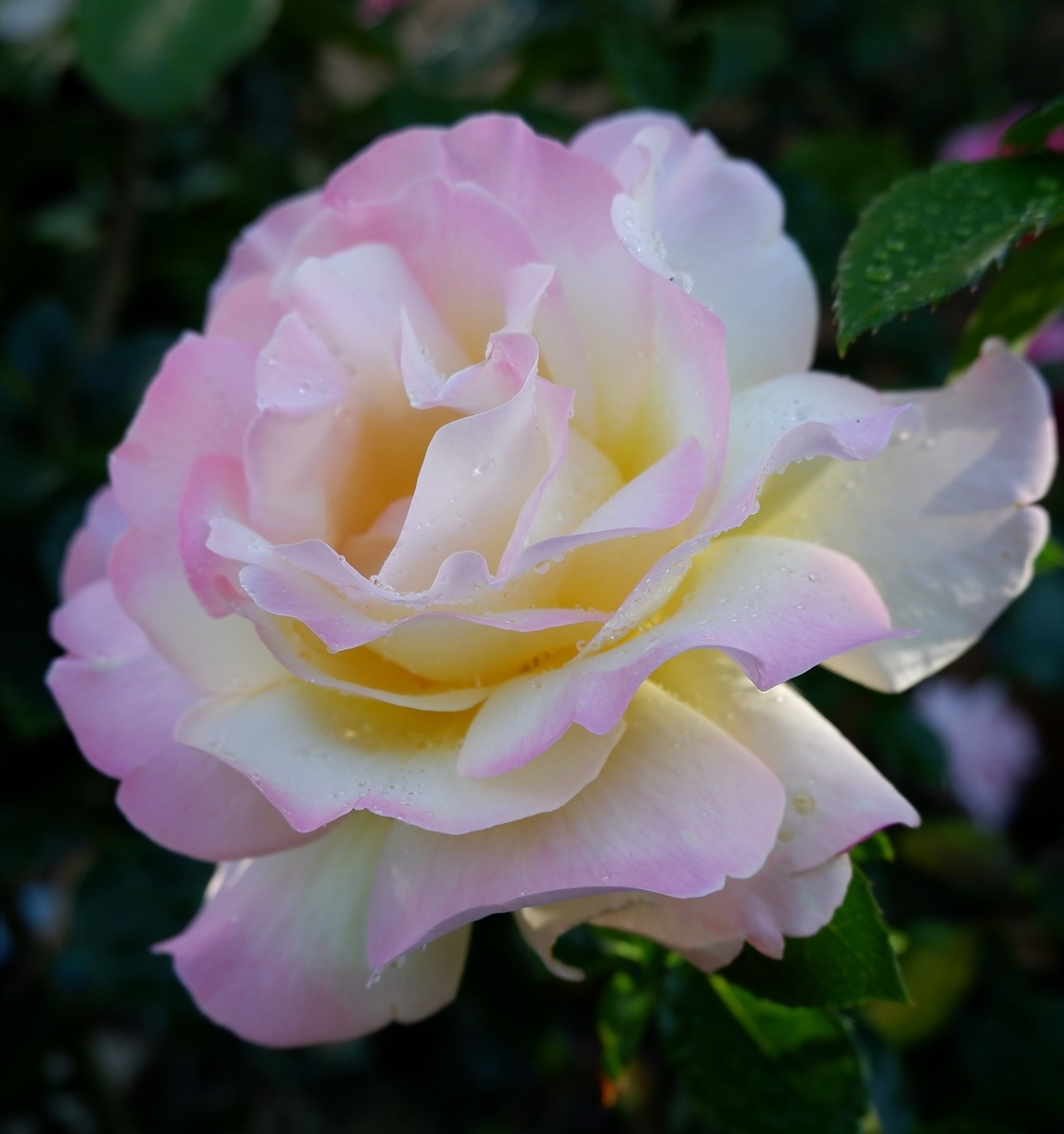初の殿堂入り】ピース【永遠の銘花】 - 薔薇好きまっさんの日記