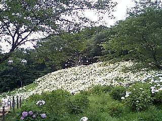 f:id:ma_ko:20080628170136j:image