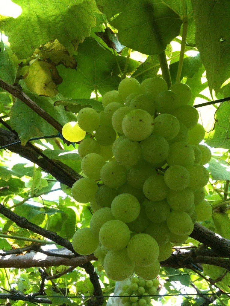 f:id:ma_ko:20090817125947j:image:w300 f:id:ma_ko:20090817125947j:image:w300