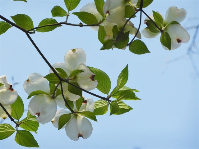 イメージ 9