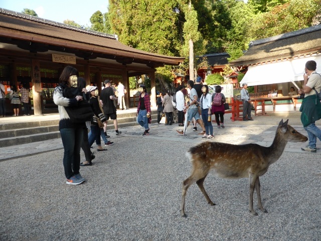 イメージ 6